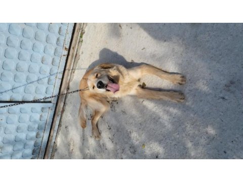 Golden retriever bilgi telefonda verilecektir