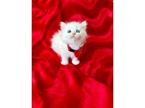 55 günlük dişi ve erkek british shorthair yavrular