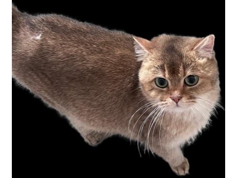 2 adet dişi ny 11 golden british shorthair