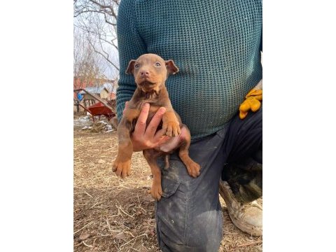 Doberman yavrularımız mevcut