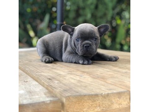 French bulldog yavruları