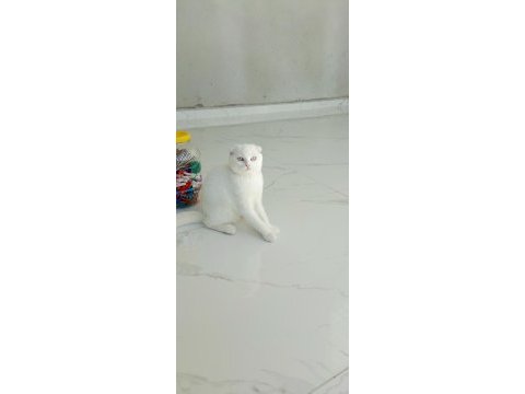 Sevecen scottish fold yavrumuz