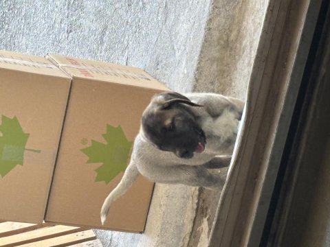 Kırçıl malaklı köpeğimiz