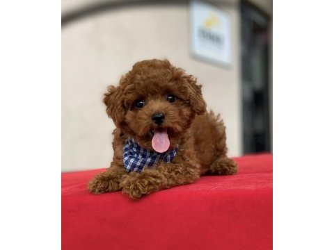 Toy poodle