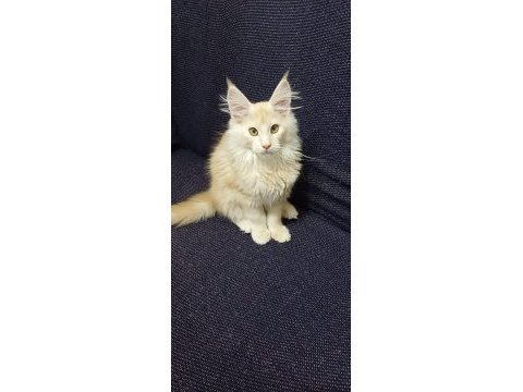 Şampiyonların torunu anne baba şecereli maine coon