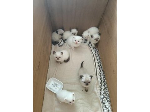 Blue point ve scottish fold yavrular