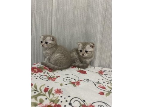 Scottish fold kediler yeni yuvalarını arıyorlar