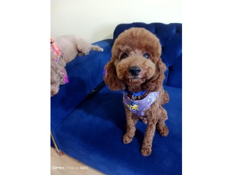 Safkan toy poodle yavrularımız