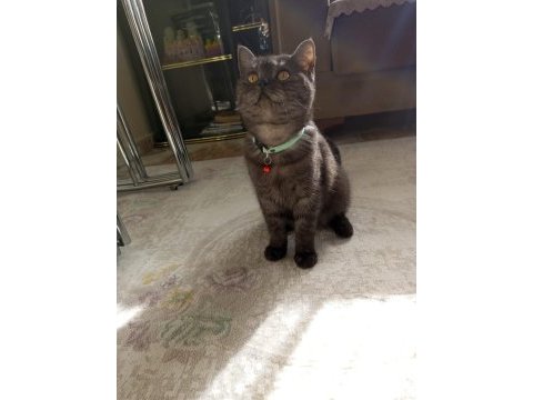 7 aylık british shorthair