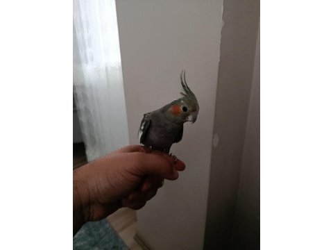 6 aylık dişi ele alışık sultan papağanı