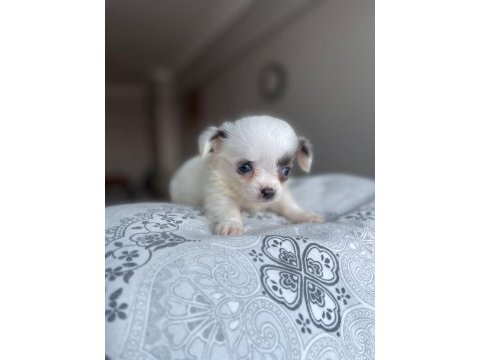 Mavi gözlü özel chihuahua istanbul