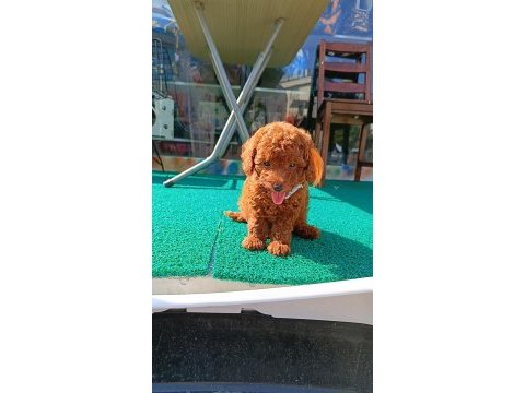 Kore poodle erkek dişi köpekler