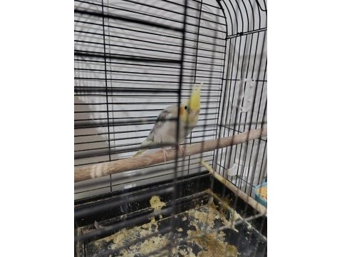 Yavrulu yumurtalı güzel grey sultan papağanı takım