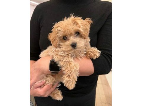 Kore maltipoo yavrular özel olmak isteyenlere özel