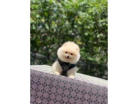 Pomeranian boo safkan ayı surat bebek köpekler