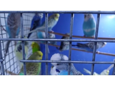Hazır muhabbet kuşu takımlar verilir