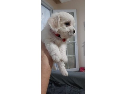 Kısa burunlu çok heyecanlı maltese