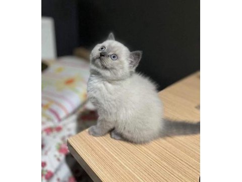 British shorthair ve blue point