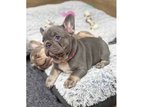 French bulldog yavruları 
