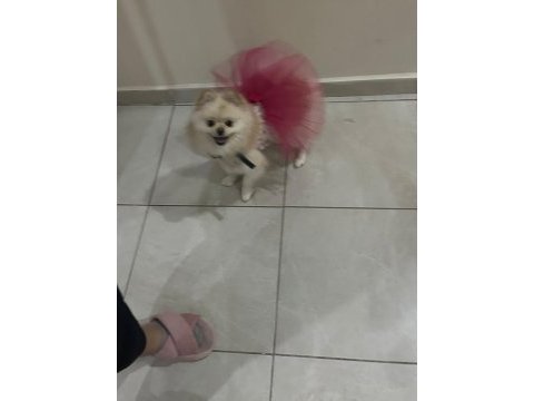 3 yaşına girecek kız pomeranian boo köpeğimiz