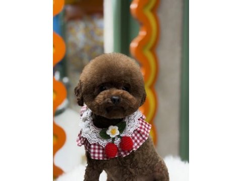 Safkan kore poodle