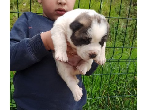 Dikkat çeken dev alabay yavruları