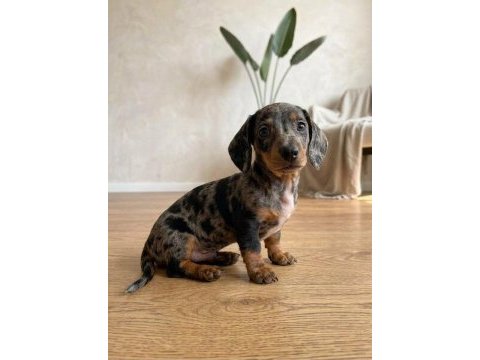 Blue merle dachshund bebeklerimiz aşılı nadir