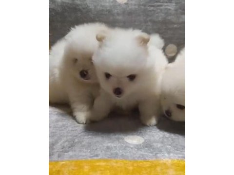 Pomeranian boo yavrularımız