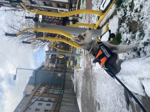 6 aylık husky