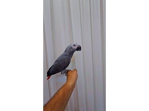 Full evcil oyun hamuru gibi jako