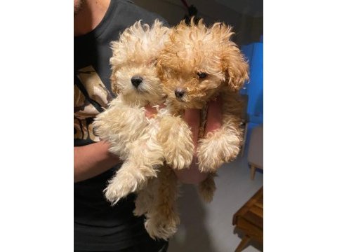 Apricot kilo garantili poodle yavrular