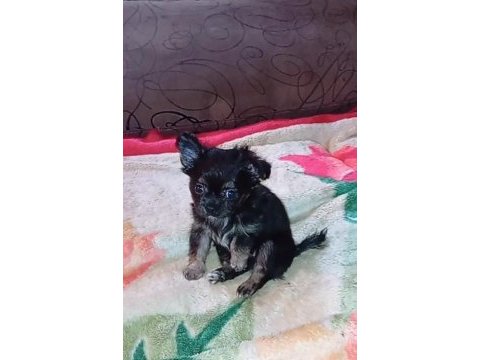 Bir kızımız ve bir oğlumuz var 50 günlük köpekler