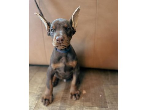 Ruhsatlı köpek çiftliğinden doberman yavrular