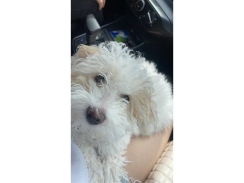 5 aylık maltipoo yavru