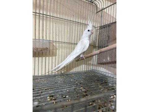 Kusursuz damızlık albino erkek sultan papağanı