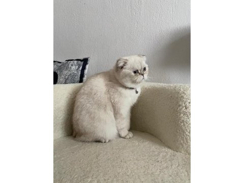 Beyaz scottish fold