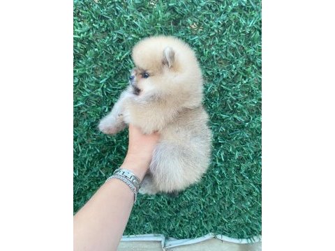Erkek orange pomeranian boo