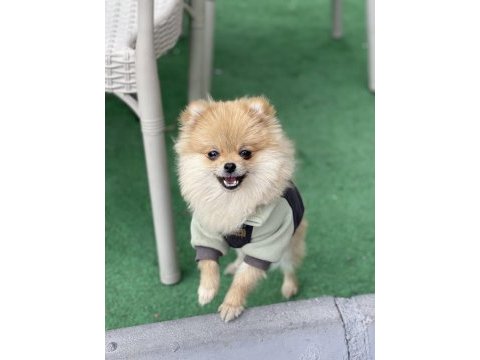 5 aylık dişi pomeranian boo