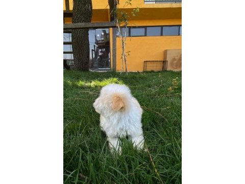 Terrier maltipoo kar beyazı yavrular