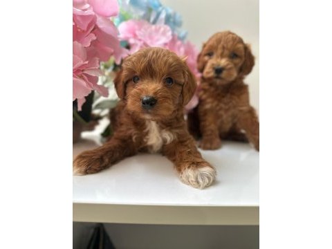 Toy poodle bebekleri