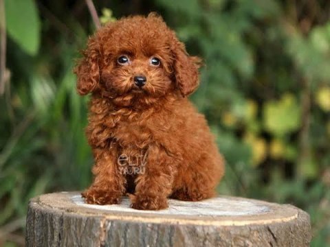 Red toy poodle bebeğimiz hazır
