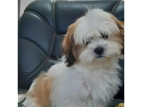 Shih tzu bebekleri yeni ailesine gitmeye hazır