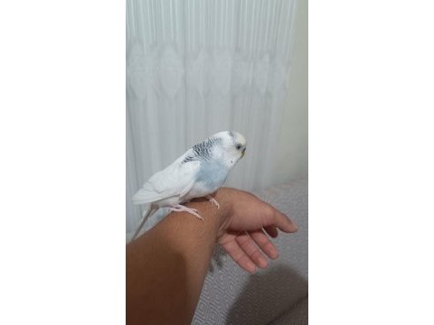 Konuşan ele alışık muhabbet kuşu