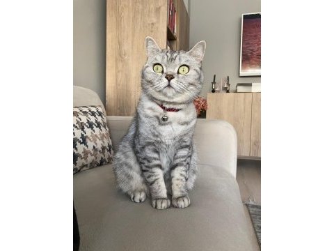 69 günlük dişi british shorthair