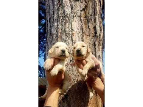 Golden bebekler retriever