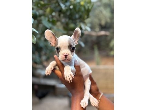 A kalite fransız bulldog yavrularımız