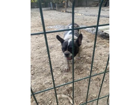 Fransız bulldog köpeği dişi