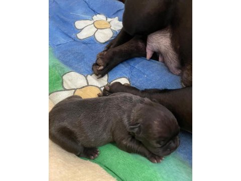 French bulldog 3 aylık erkek