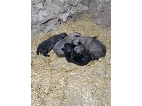 Dünya geneli kangal köpeği gönderim vardır