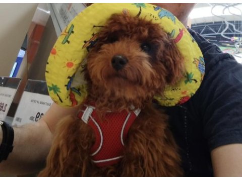 Poodle tatlı bıdık aresim